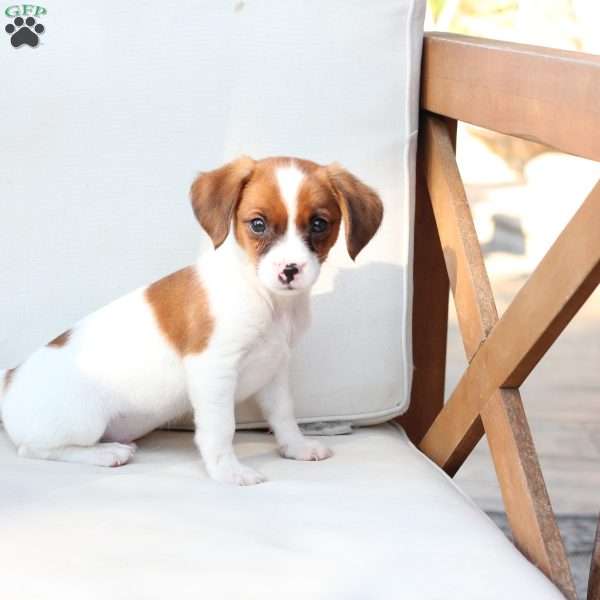 Chase, Cavalier King Charles Mix Puppy