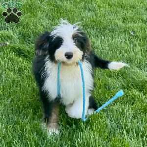 Buster, Mini Bernedoodle Puppy