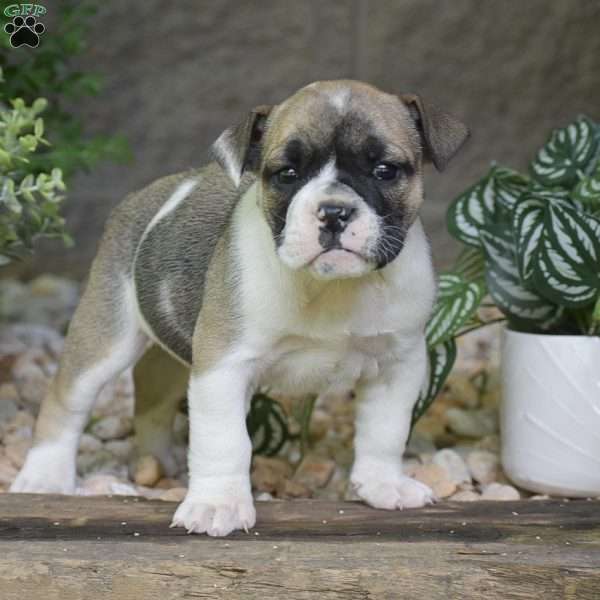 Audrey, Olde English Bulldogge Puppy