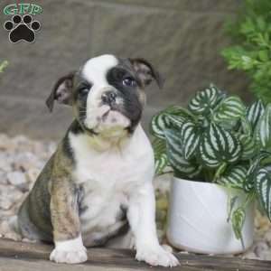 Aurora, Olde English Bulldogge Puppy