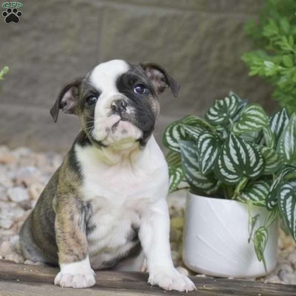 Aurora, Olde English Bulldogge Puppy