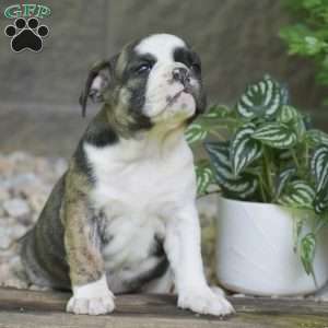 Aurora, Olde English Bulldogge Puppy