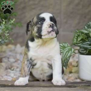 Aurora, Olde English Bulldogge Puppy