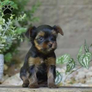Caroline, Yorkie Puppy