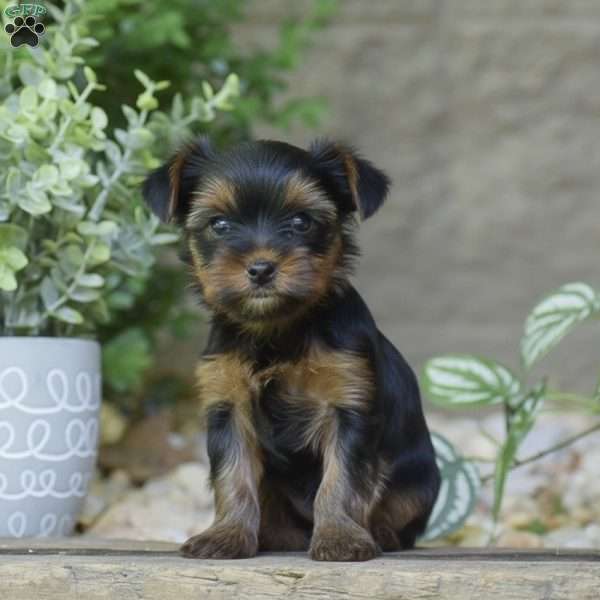 Caroline, Yorkie Puppy