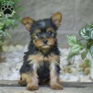 Bingo, Yorkie Puppy