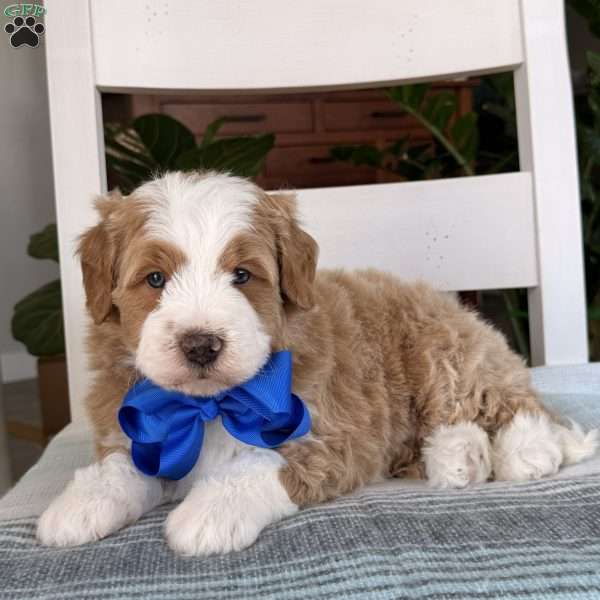 Myles, Bernedoodle Puppy