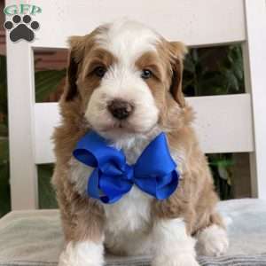 Myles, Bernedoodle Puppy