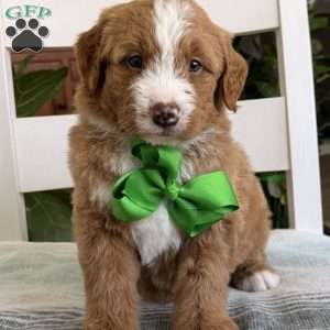 Max, Bernedoodle Puppy