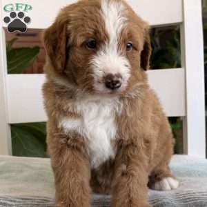 Max, Bernedoodle Puppy