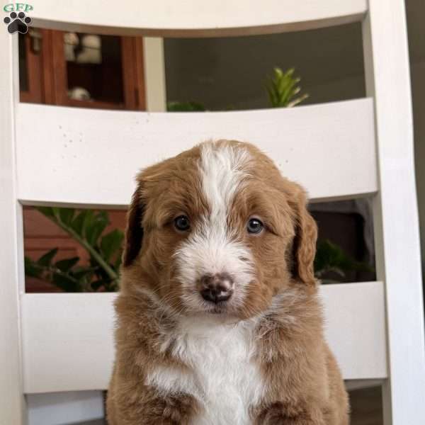 Max, Bernedoodle Puppy