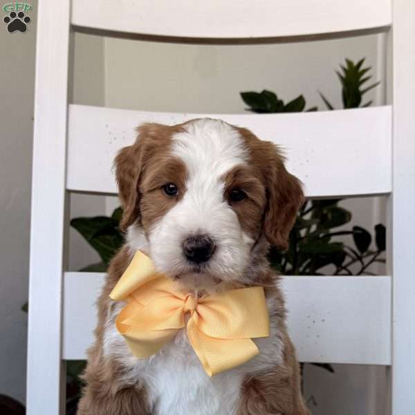 Maddie, Bernedoodle Puppy