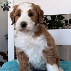Maddie, Bernedoodle Puppy