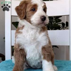 Maddie, Bernedoodle Puppy