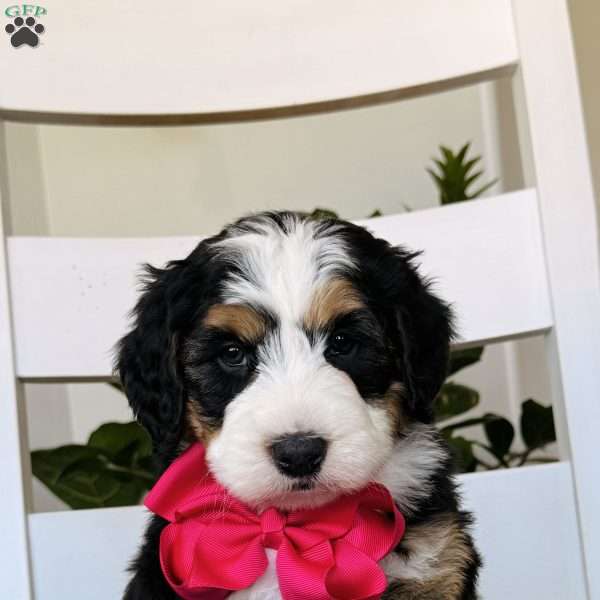 Mindy, Bernedoodle Puppy