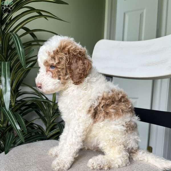 Cooper, Standard Poodle Puppy