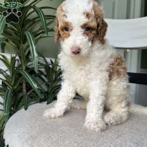 Cooper, Standard Poodle Puppy