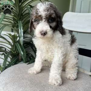 Max, Standard Poodle Puppy