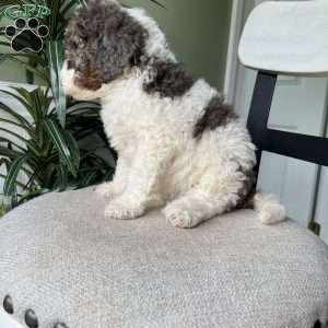 Max, Standard Poodle Puppy