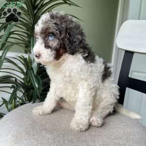 Max, Standard Poodle Puppy