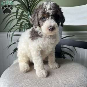 Max, Standard Poodle Puppy