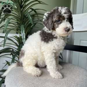 Max - Standard Poodle Puppy For Sale in Pennsylvania