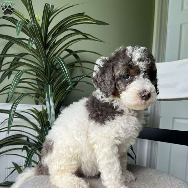 Max, Standard Poodle Puppy