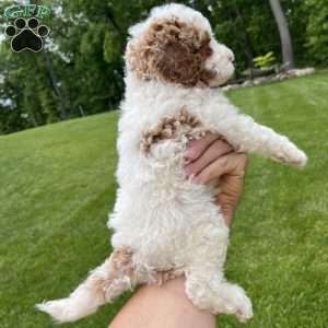 Cooper, Standard Poodle Puppy