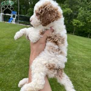 Cooper, Standard Poodle Puppy