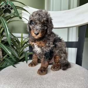 Winston, Standard Poodle Puppy