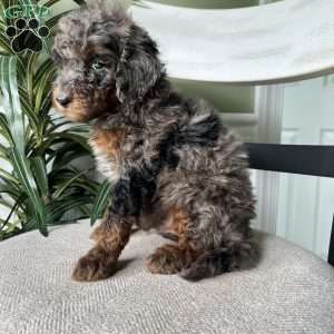 Winston, Standard Poodle Puppy