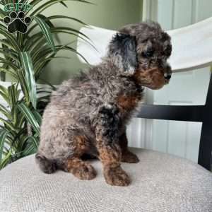 Winston, Standard Poodle Puppy