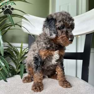 Winston, Standard Poodle Puppy