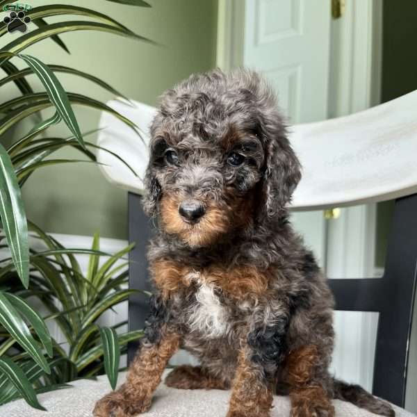 Winston, Standard Poodle Puppy