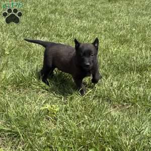 Juneau, Belgian Malinois Puppy