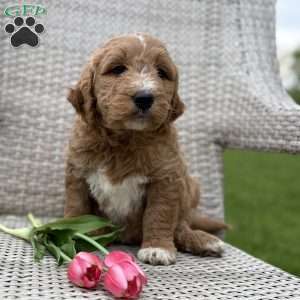 Coco, Goldendoodle Puppy