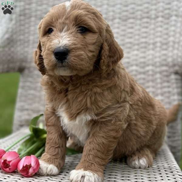 Coco, Goldendoodle Puppy