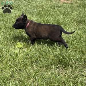 Juneau, Belgian Malinois Puppy