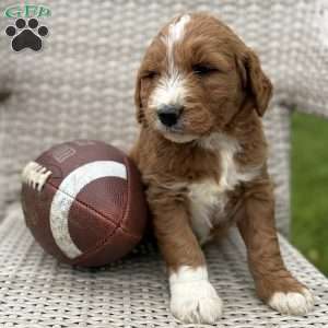 Carl, Goldendoodle Puppy