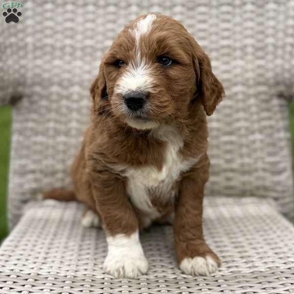 Carl, Goldendoodle Puppy