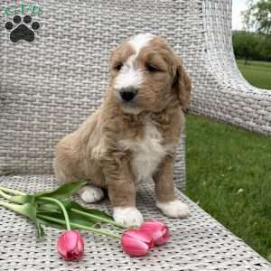 Cally, Goldendoodle Puppy