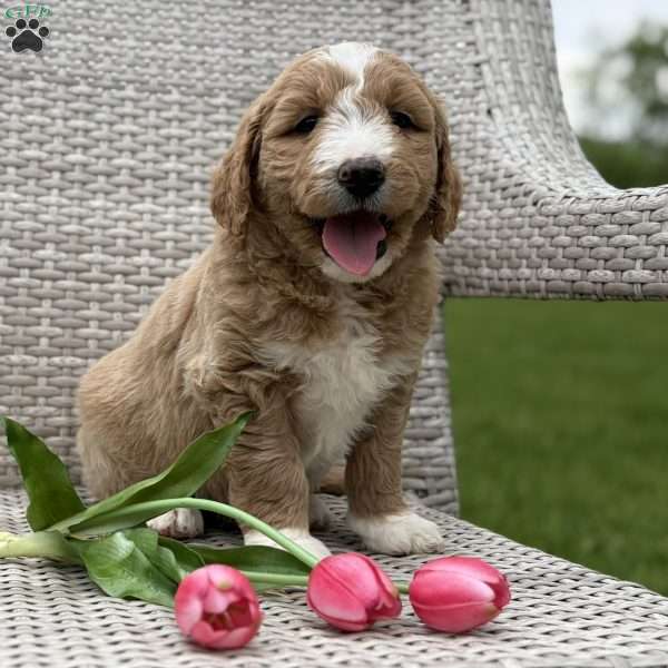 Cally, Goldendoodle Puppy