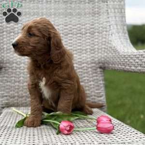 Claire, Goldendoodle Puppy