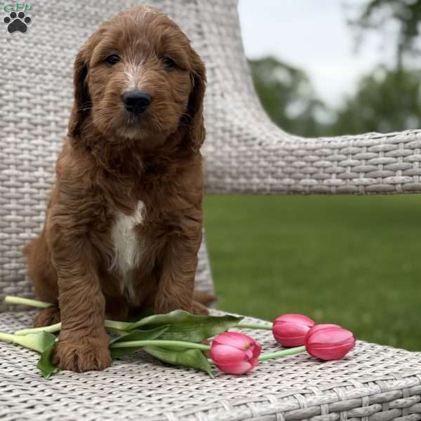Claire, Goldendoodle Puppy
