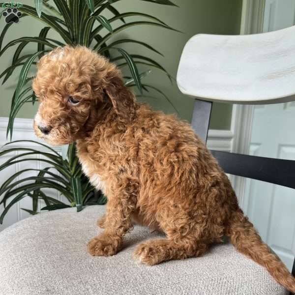 Charlie, Standard Poodle Puppy