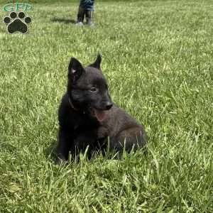 Juneau, Belgian Malinois Puppy