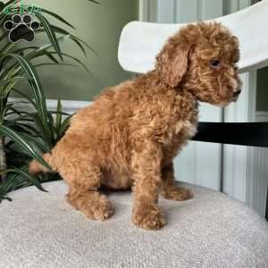 Charlie, Standard Poodle Puppy