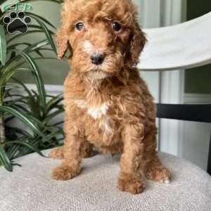 Charlie, Standard Poodle Puppy