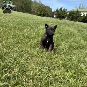 Pittsburgh, Belgian Malinois Puppy