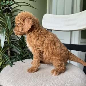 Charlie, Standard Poodle Puppy